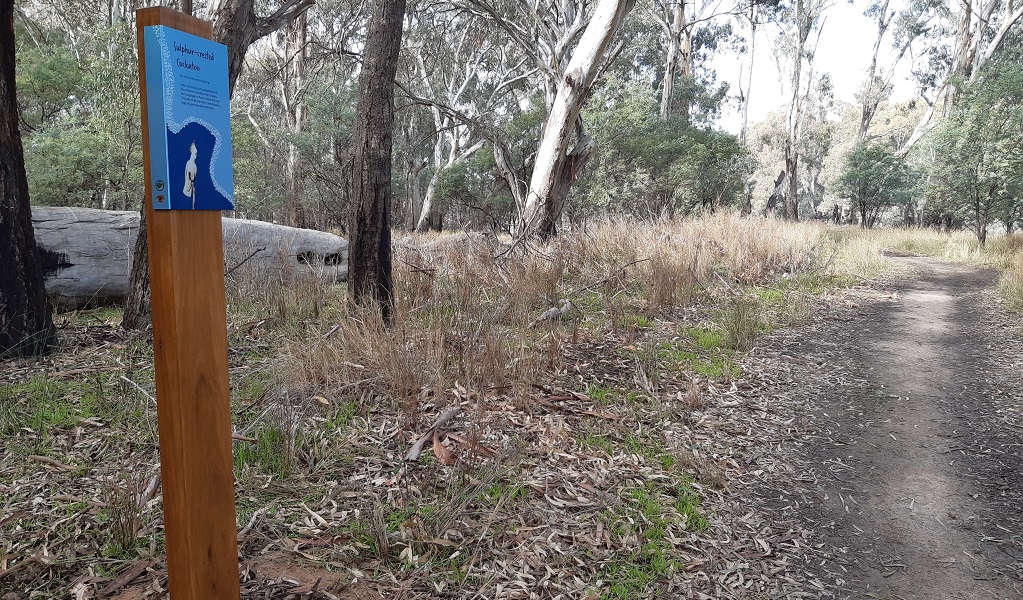 A sign with information about the sulphur crested cockatoo beside the gum-fringed Riverside walk track, Murray Valley Regional Park. Credit: Michael Murphy/DCCEEW &copy; DCCEEW 