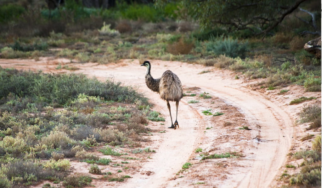 An emu in Murrumbidgee Valley National Park. Credit: Gavin Hansford &copy; DPE 