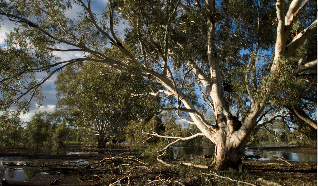 Gum trees in Murrumbidgee Valley National Park. Credit: Boris Hlavica &copy; DPE  