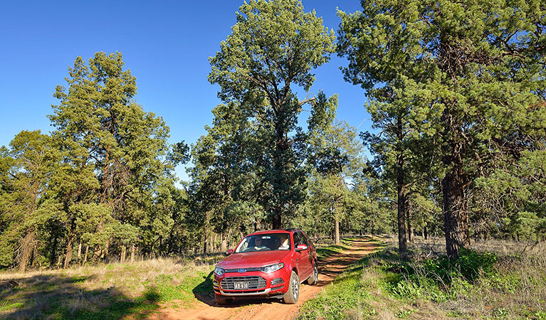 Forest drive, Murrumbidgee Valley National Park. Photo: Gavin Hansford