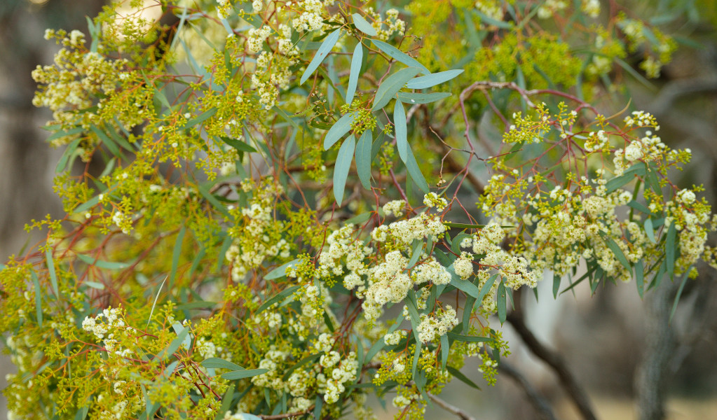 Gumtree flowers in Murrumbidgee Valley National Park. Credit: Gavin Hansford &copy; DPE 