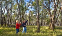 Bird watching in Koala picnic area, Murrumbidgee Valley Nature Reserve. Photo: Gavin Hansford, &copy; DCCEEW