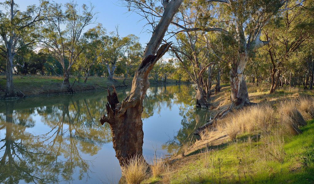 Trees on the banks of Murrumbidgee River. Credit: Gavin Hansford &copy; DPE  