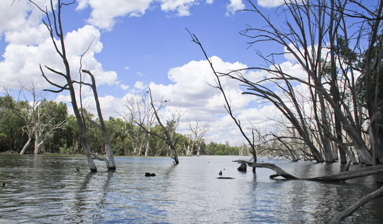 Wooloondool, Murrumbidgee Valley National Park. Photo: OEH