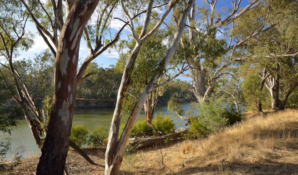 View of Murrumbidgee River through the trees. Credit: Gavin Hansford &copy; DPE  