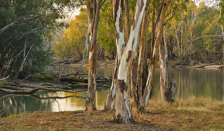 River red gums along the Murrumbidgee River at Wooloondool campground in Murrumbidgee Valley Regional Park. Photo: Gavin Hansford &copy; DPIE