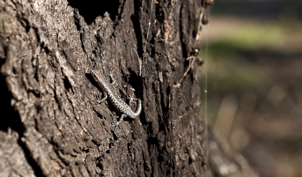 Lizard on tree trunk. Credit: Gavin Hansford &copy; DPE 