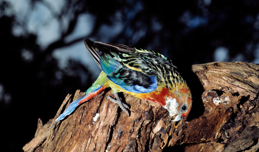 Eastern rosellas can often be seen by the Koala walking track in Murrumbidgee Valley Nature Reserve. Photo: Ken Stepnell &copy; DCCEEW