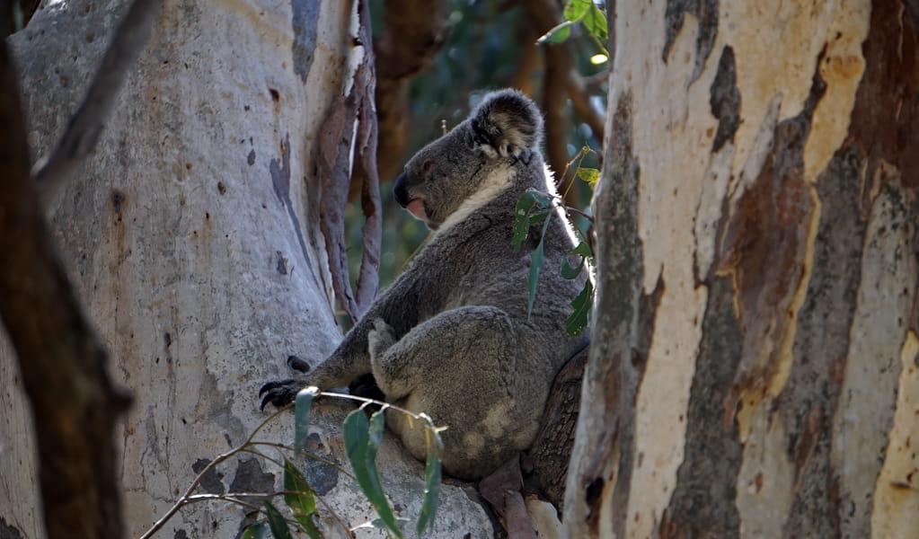 One of many koalas that you can see on Koala walking track, Murrumbidgee Valley Nature Reserve. Photo: Jacob McCarten &copy; DCCEEW