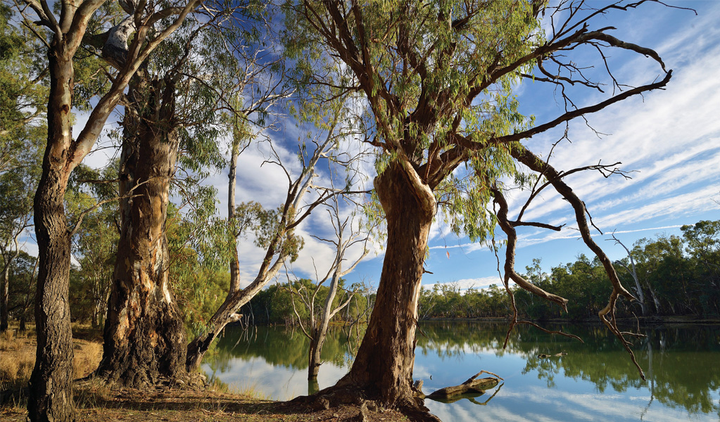 Lovely views of Murrumbidgee River are a feature of Koala walking track in Murrumbidgee Valley Nature Reserve. Photo: Gavin Hansford &copy; DCCEEW