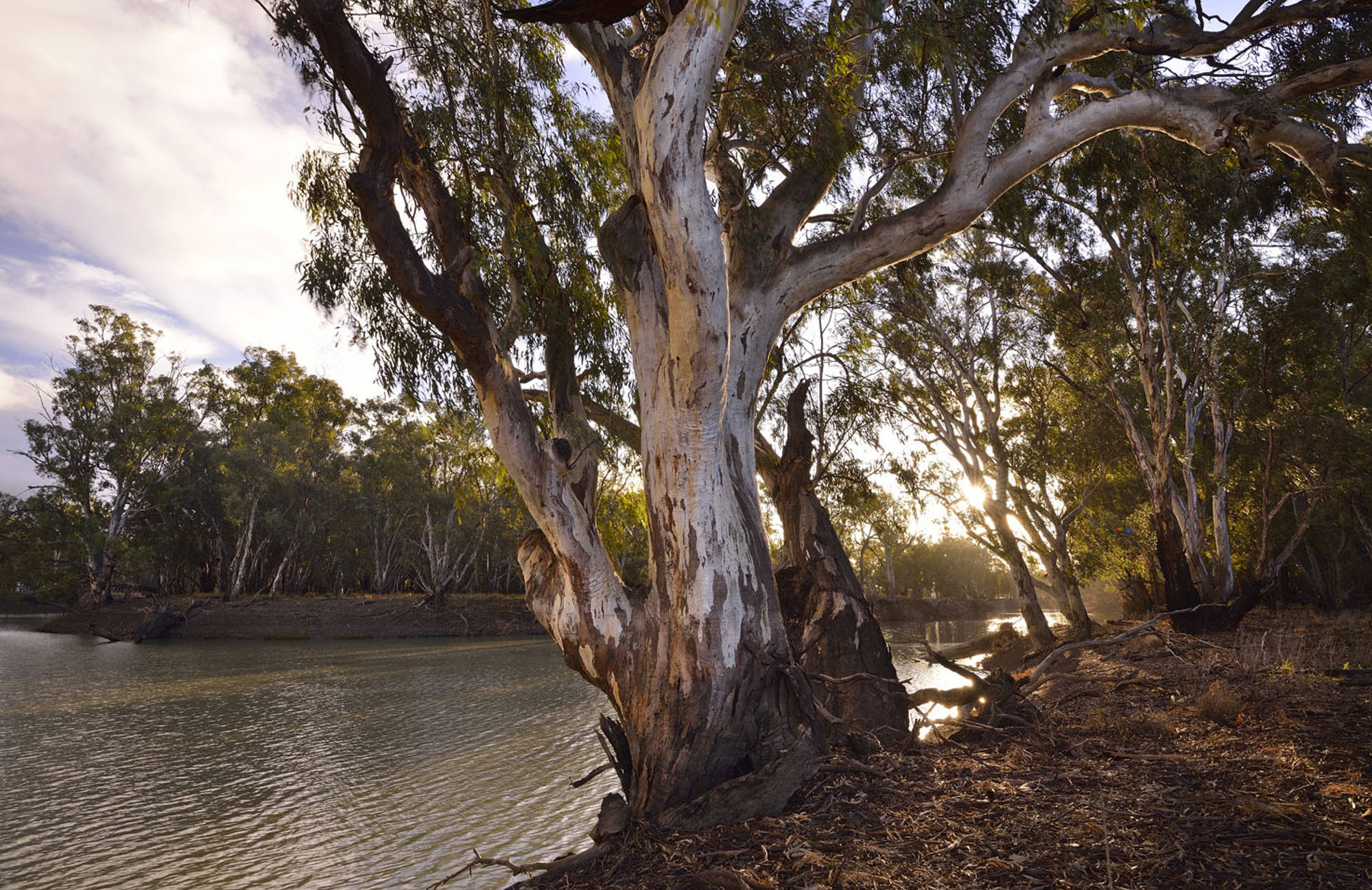 View of Murrumbidgee River with large gum tree in the foreground.  Photo: Gavin Hansford/OEH.