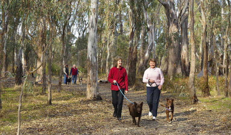 People walking their dogs along a forest trail in Murrumbidgee River Regional Park. Photo: Gavin Hansford/OEH.