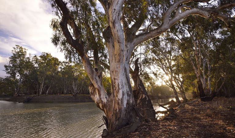 View of Murrumbidgee River with large gum tree in the foreground.  Photo: Gavin Hansford/OEH.