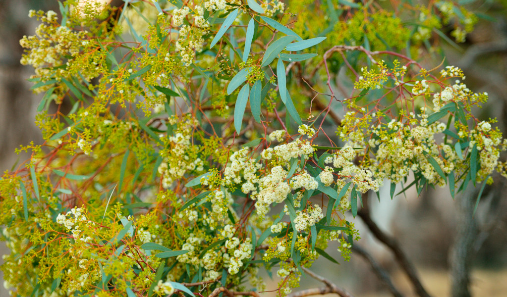 Wattle flowering in Murrumbidgee Valley Regional Park. Credit: Gavin Hansford &copy; DPE 