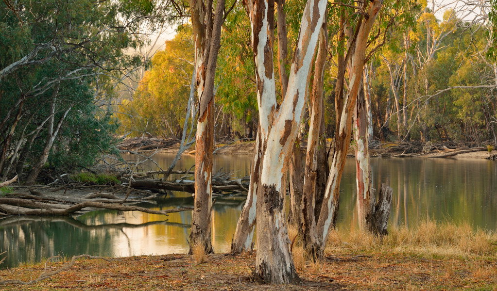 River red gum trees in Murrumbidgee Valley Regional Park. Credit: Gavin Hansford &copy; DPE 