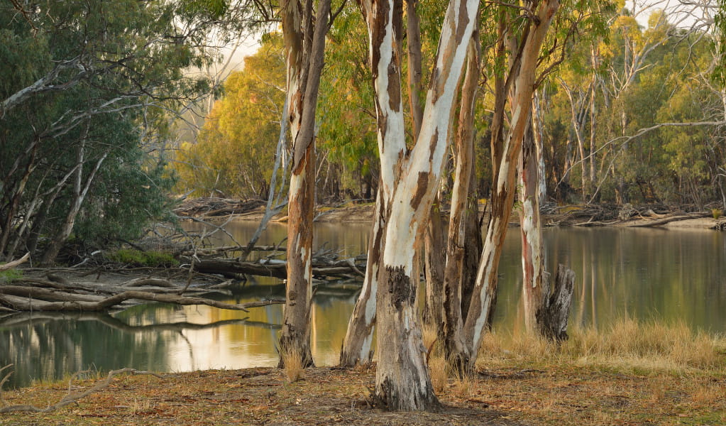 Gum trees on the banks of the Murrumbidgee River. Credit: Gavin Hansford &copy; DPE 