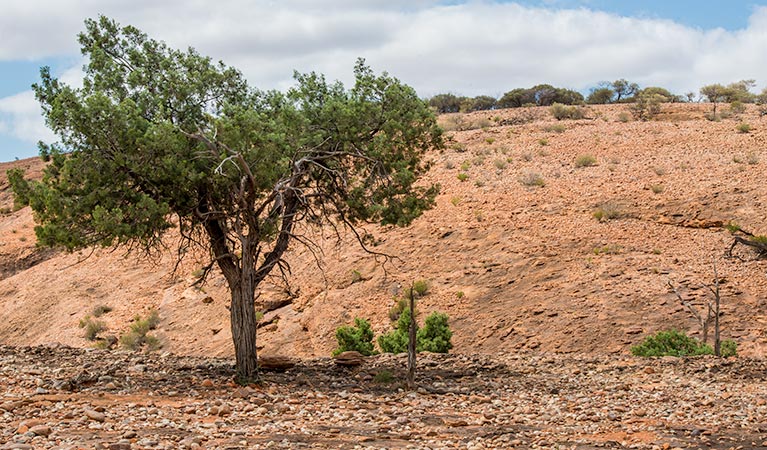 Bynguano Range walk, Mutawintji National Park. Photo: John Spencer