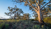 Homestead Creek picnic area, Mutawintji National Park. Photo: John Spencer