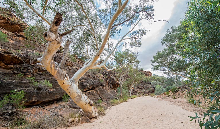 Homestead Gorge walking track in Mutawintji National Park. Photo: John Spencer