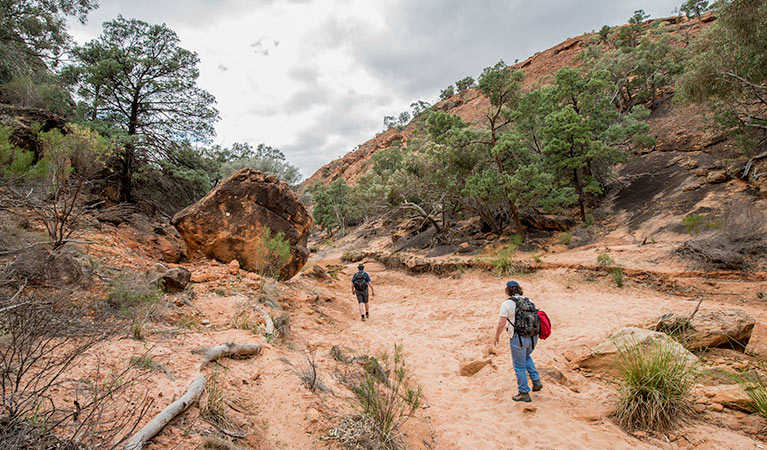 2 walkers walking on the Homestead Gorge walking track in Mutawintji National Park. Photo: John Spencer &copy; OEH