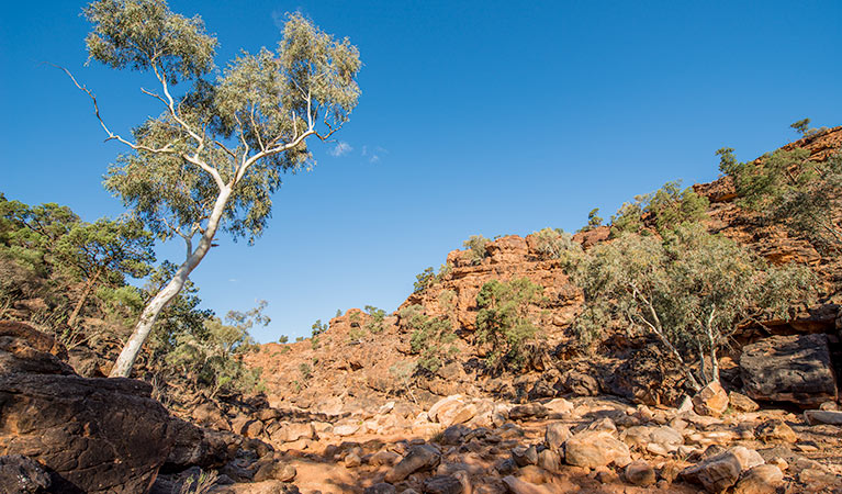 Trees and rocky cliffs along Mutawintji Gorge walking track, Mutawintji National Park. Photo: John Spencer