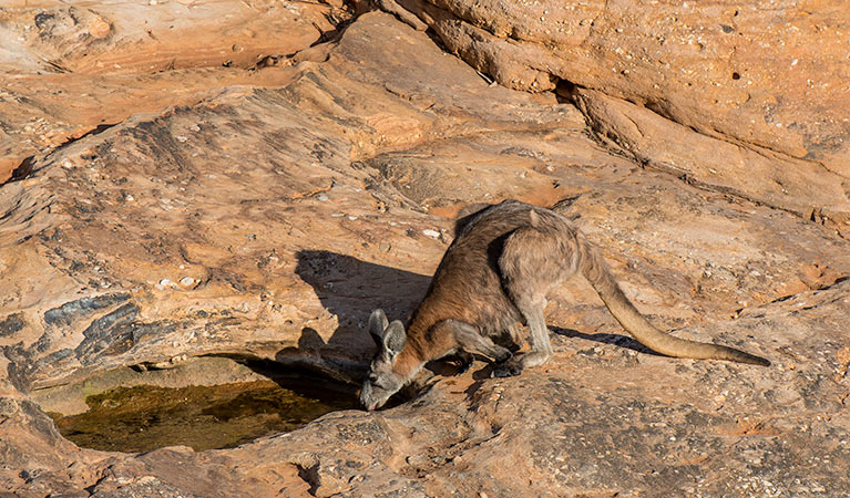 A wallaroo drinks from a pool along Mutawintji Gorge walking track, Mutawintji National Park. Photo: John Spencer