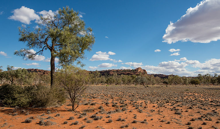 Old Coach Road drive, Mutawintji National Park. Photo: John Spencer