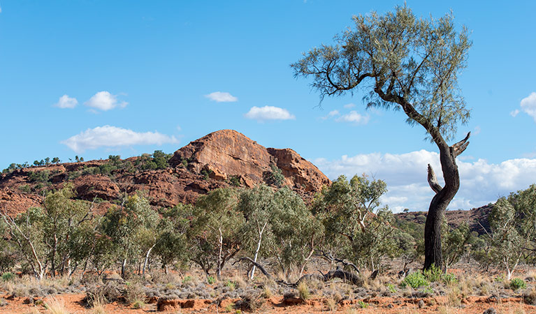 Old Coach Road drive, Mutawintji National Park. Photo: John Spencer