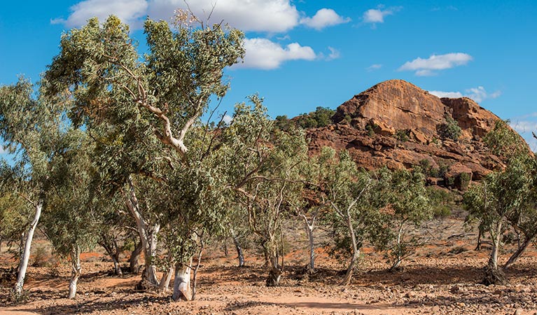 Old Coach Road drive, Mutawintji National Park. Photo: John Spencer