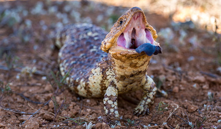 Shingleback lizard poking out its blue tongue, Mutawintji National Park. Photo credit: John Spencer/DPIE