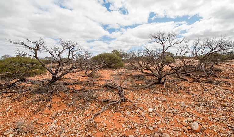 Bynguano Range walk, Mutawintji National Park. Photo: John Spencer