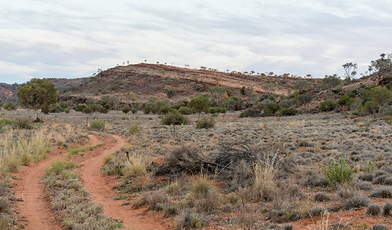 Bynguano Range walk, Mutawintji National Park. Photo: John Spencer/OEH