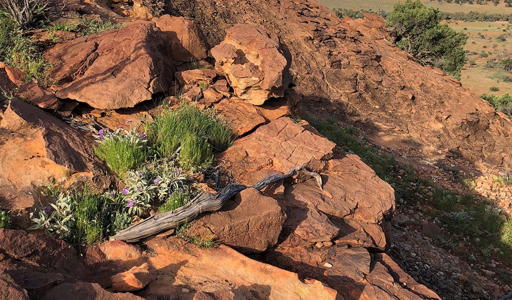 Outback plants flowering along Split Rock walking track in Mutawintji National Park. Credit: Kristy Lawrie &copy; DCCEEW