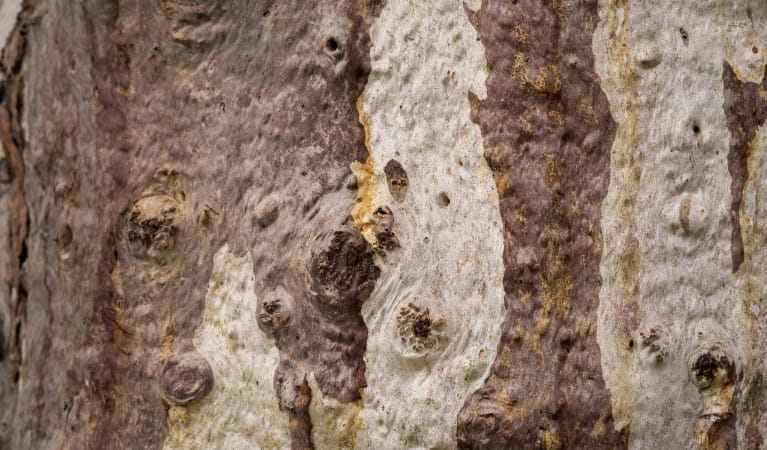 Bark texture near Thaaklatjika Mingkana walking track in Mutawintji National Park. Photo: John Spencer &copy; OEH