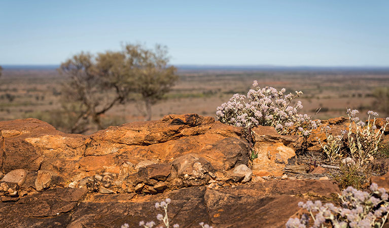 Silver tails, also known as smoke or cotton bush, blooms along western ridge walking track, Mutawintji National Park. Photo: John Spencer &copy; OEH