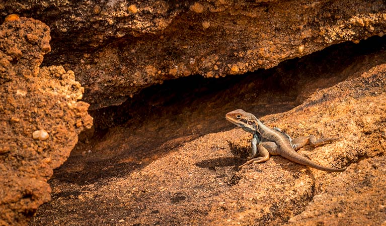 A tawny rock dragon sits on red rocks in Mutawintji National Park. Photo: John Spencer &copy; OEH