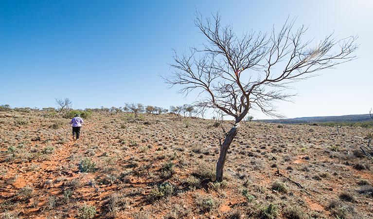 A person walks along Western Ridge walking track in Mutawintji National Park. Photo: John Spencer &copy; OEH