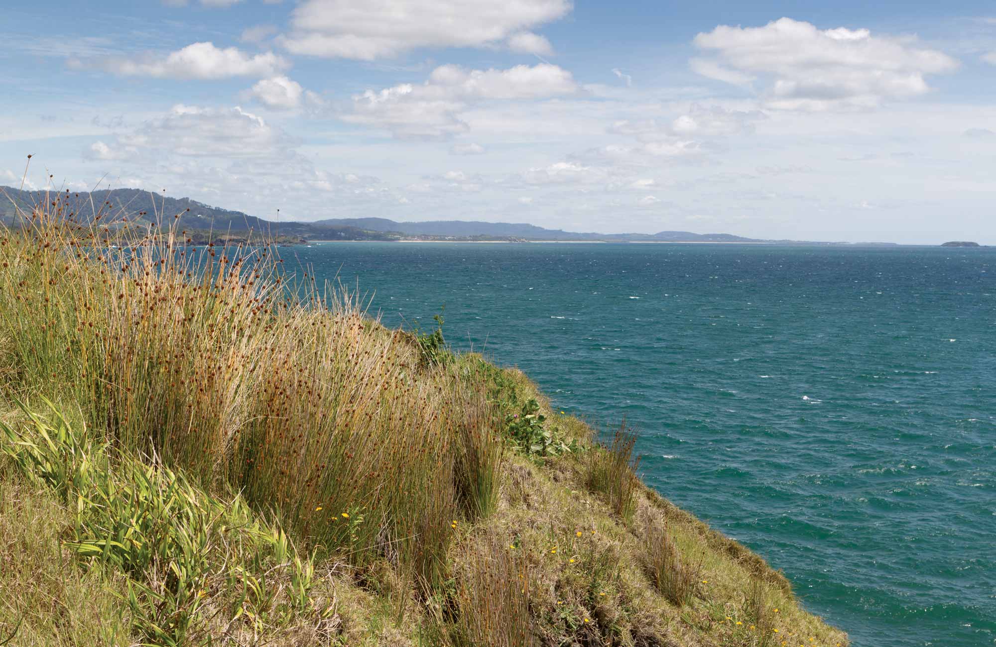 Mutton Bird Island Nature Reserve. Photo: Rob Cleary