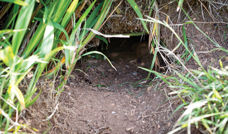 A muttonbird nest, Eastern Side lookout, Muttonbird Nature Reserve. Photo &copy; Rob Cleary