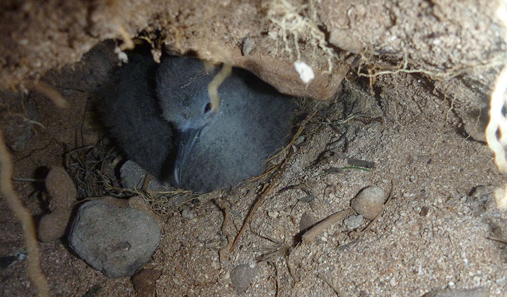 Wedge tailed shearwater muttonbird in an underground nest. Photo: Rosie Nicolai &copy; DCCEEW