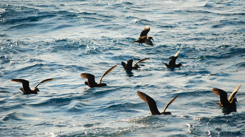 White-faced storm petrels. Photo &copy; Michael Jarman