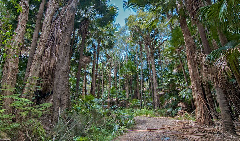 Mungo Brush Rainforest walking track near Brambles Green campground, Myall Lakes National Park. Photo: John Spencer/DPIE