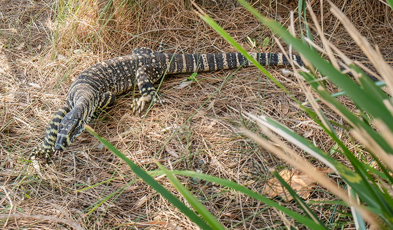 Lizard in the grass at Bungarie Bay campground. Photo: John Spencer/OEH