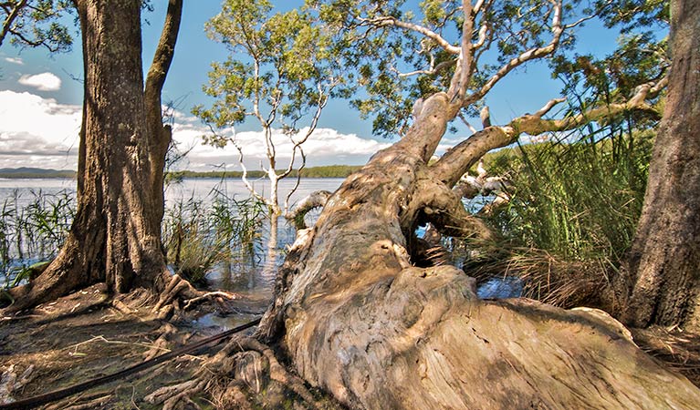 Dees Corner campground, Myall Lakes National Park. Photo: John Spencer/NSW Government