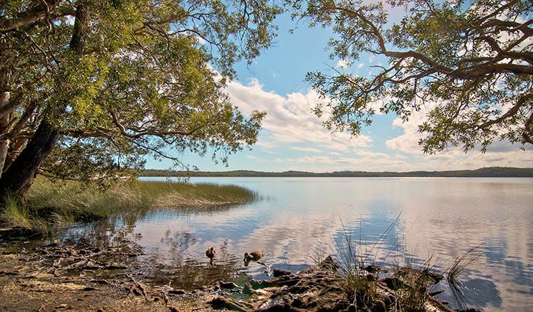 Johnsons Beach campground, Myall Lakes National Park. Photo: John Spencer/NSW Government
