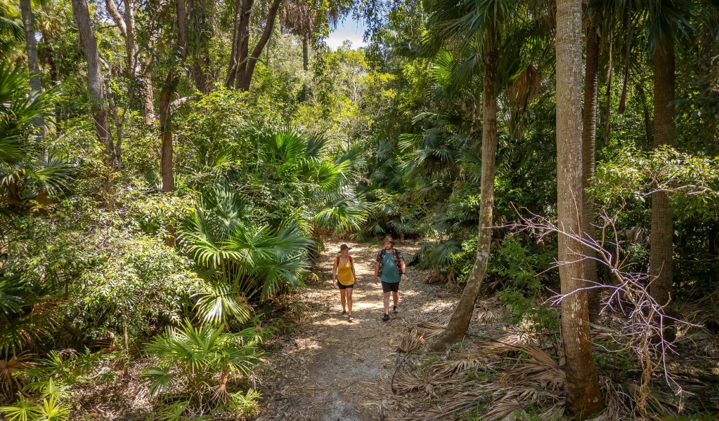 Two people walking through lush coastal rainforest along Mungo Rainforest walk in Myall Lakes National Park. Photo: John Spencer &copy; DCCEEW