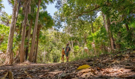 Mungo Rainforest walk, Myall Lakes National Park. Photo: John Spencer &copy; OEH