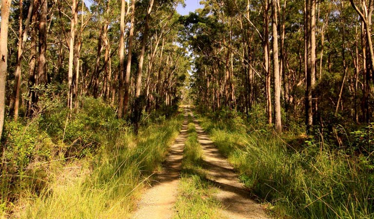 Old Mining road, Myall Lakes National Park. Photo: Shane Chalker