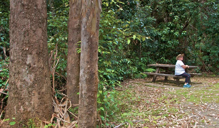 Grandis picnic area, Myall Lakes National Park. Photo: John Spencer