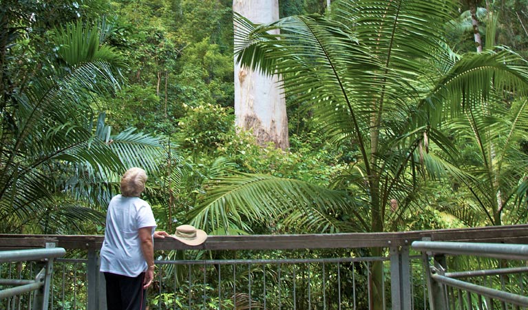 The Grandis in Grandis picnic area, Myall Lakes National Park. Photo: John Spencer